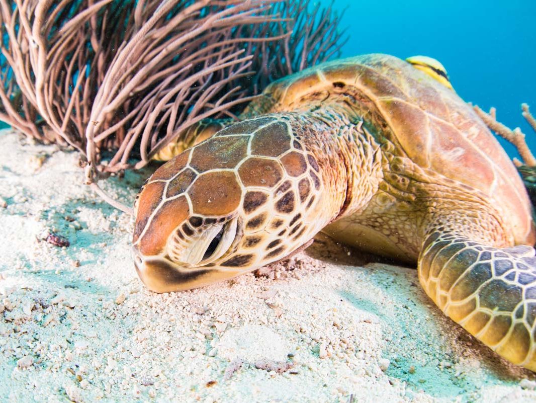 沖縄でダイビングライセンスを取得するのにおすすめのダイビングショップの選び方は？